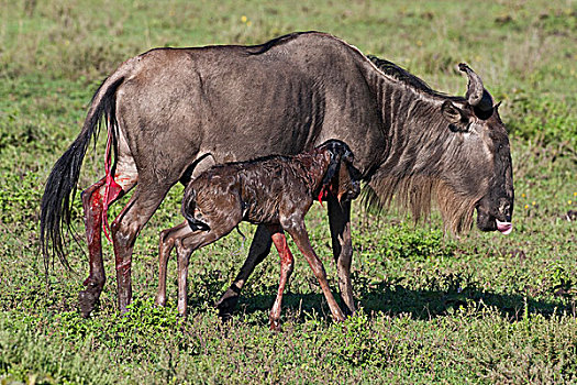 非洲,坦桑尼亚,角马,出生,恩戈罗恩戈罗,保护区