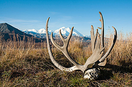 驯鹿,鹿角,正面,麦金利山,德纳里峰国家公园,阿拉斯加,美国,北美