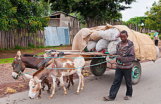 埃塞俄比亚,部落,农事,农场,作物,城镇,销售,驴,手推车