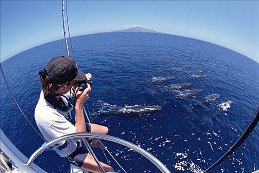研究人员,摄影,抹香鲸