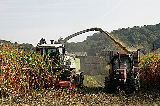 拖拉机,玉米,丰收,法国,欧洲