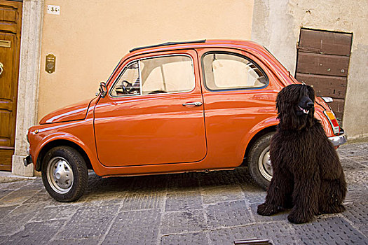 汽车,狗,不同尺寸