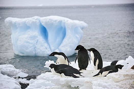 阿德利企鹅,冰山,布朗布拉夫,南极