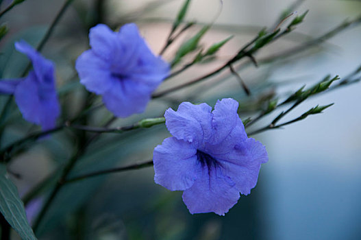 花园里紫色的花芦利草正盛开着