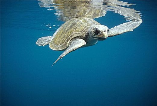 橄榄龟,太平洋丽龟,游泳,地表水流,加拉帕戈斯群岛,厄瓜多尔