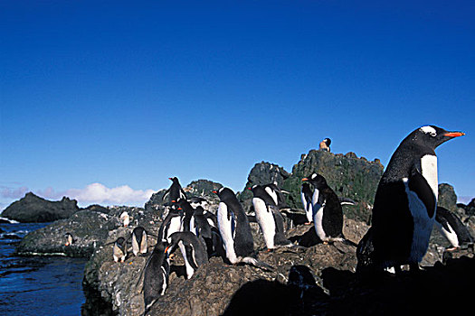 南极,利文斯顿,岛屿,巴布亚企鹅,石头,石台,海洋,岸边