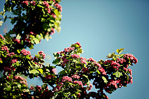 花,树,六月,阳光
