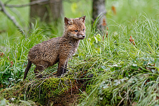 红狐,狐属,小动物,巢穴,巴登符腾堡,德国,欧洲