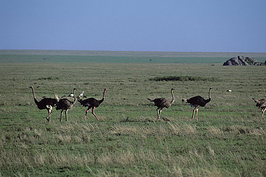 坦桑尼亚,塞伦盖蒂,鸵鸟,雄性,黑色,雌性