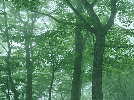 山毛榉,树林,雾