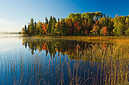 秋天,兔子,湖,靠近,苏人,安大略省,加拿大