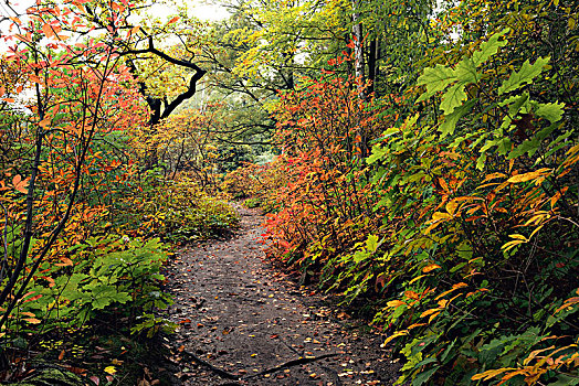 漂亮,秋天,小路,杜鹃花,杜鹃花属植物,公园,萨克森,德国