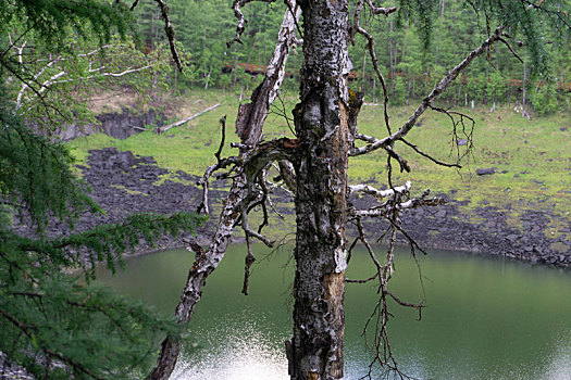 阿尔山地池旁一颗干枯的白桦树