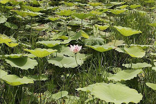 莲花,吴哥,柬埔寨