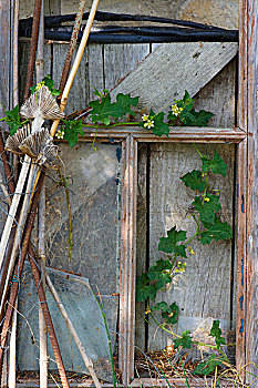 荆棘,卷须,镶接木板,窗户,花园