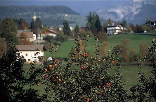 苹果树,苹果,水果,意大利,欧洲