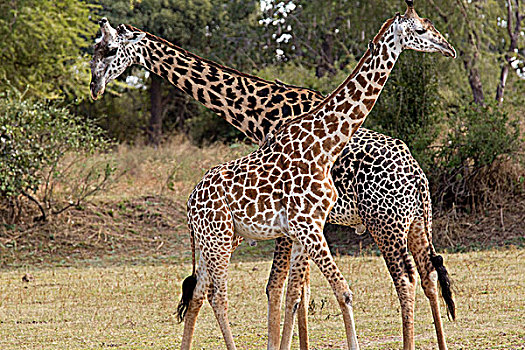 雄性,雌性,长颈鹿