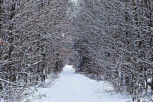积雪,小路,树