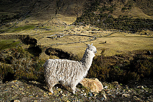 羊驼,途中,安第斯山,秘鲁