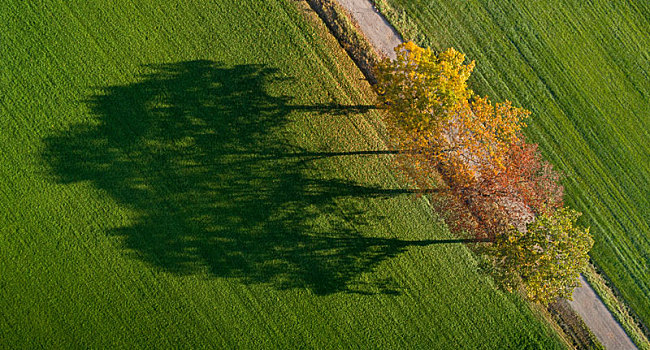 排,秋天,树,影子,地点,荷兰