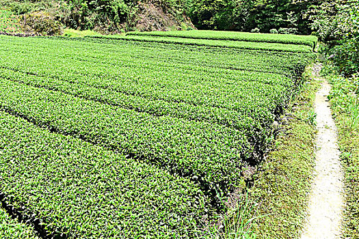 茶园茶叶风景风光