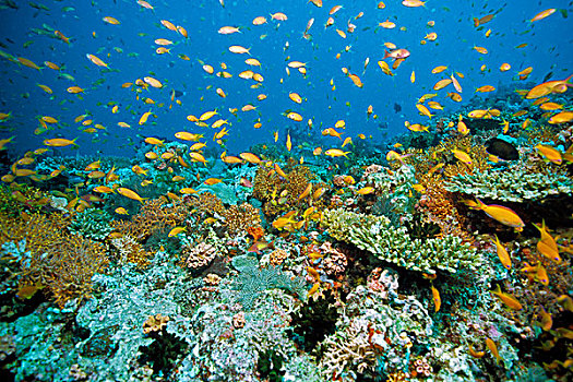 彩色,珊瑚,礁石,马尔代夫,印度洋,亚洲