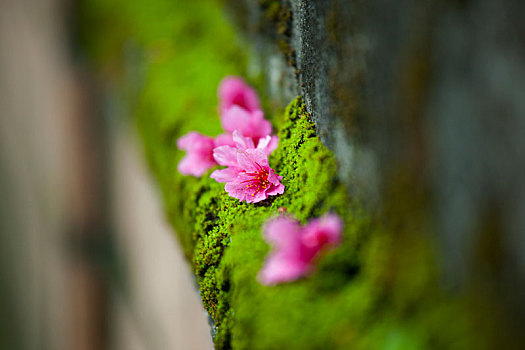 阴雨天美丽的樱花落下在绿墙上