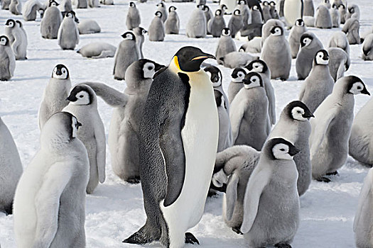 帝企鹅,一个,成年人,动物,企鹅,幼禽