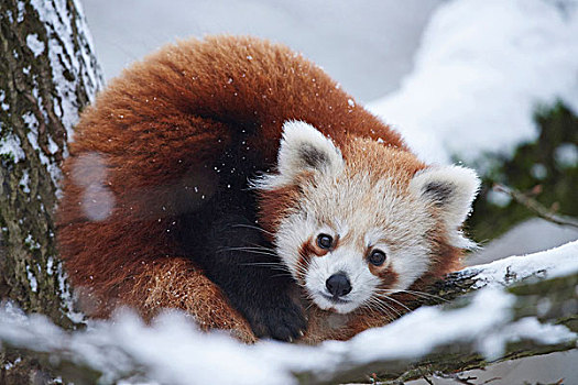 特写,头像,小猫熊,小熊猫,树,雪,冬天,白天,德国