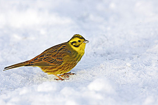 金翼啄木鸟,成年,雪,一月,苏格兰,英国,欧洲