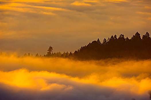 树,雾状,早晨,温哥华岛,不列颠哥伦比亚省,加拿大