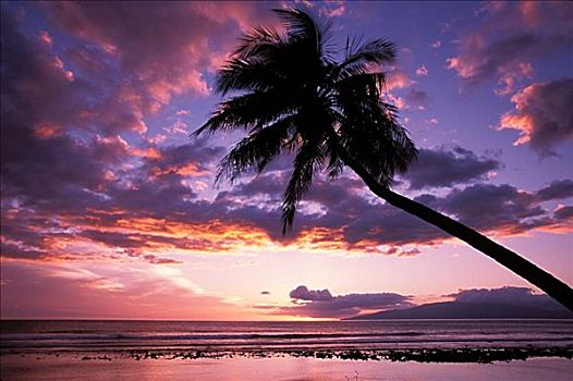 夏威夷,毛伊岛,欧咯瓦鲁,紫色,日落,远景,棕榈树,剪影