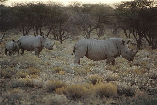 白犀牛,三个,纳米比亚