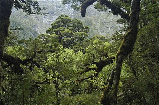 雨林,湖,南岛,新西兰