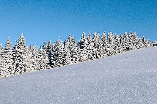 风景,挪威针杉,欧洲云杉,雪,白天,冬天,奥地利