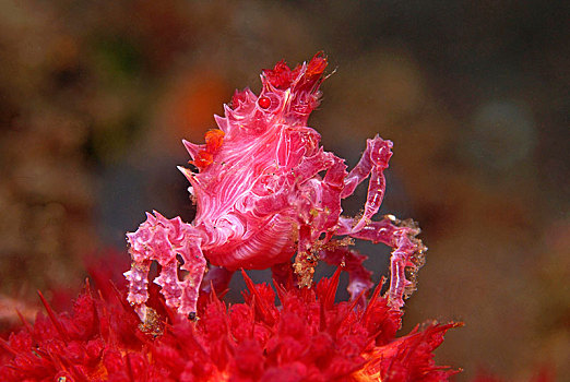 软珊瑚,蜘蛛蟹,科莫多国家公园,科莫多,印度尼西亚,亚洲