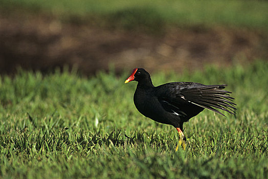 夏威夷,考艾岛,国家野生动植物保护区,黑水鸡