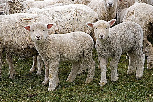 家羊,两个,羊羔,成群,智利,南美