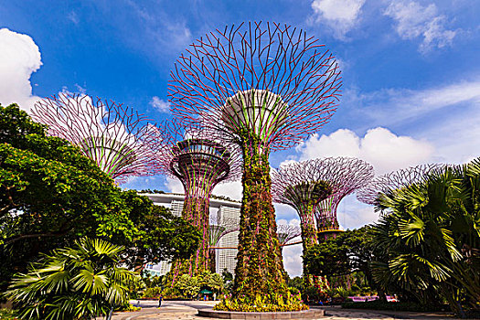 小树林,花园,新加坡,东南亚