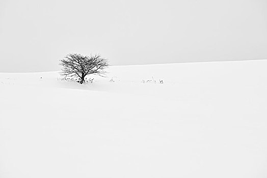 积雪,冬季风景,孤树,远景,美瑛
