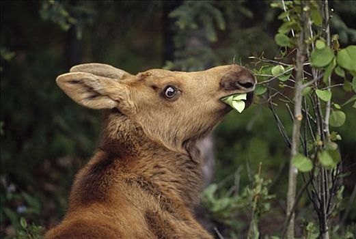 驼鹿,美洲驼鹿,幼兽,浏览,北方针叶林,德纳利国家公园和自然保护区,阿拉斯加