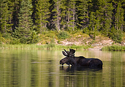驼鹿,进食,湖,冰川国家公园,蒙大拿