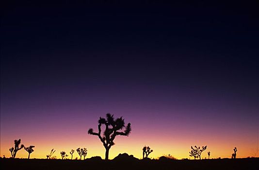 加利福尼亚,莫哈维沙漠,约书亚树国家公园,约书亚树,剪影,黎明
