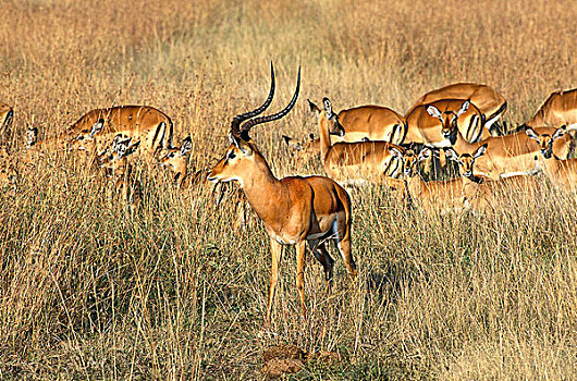 黑斑羚,雄性,女性,马赛马拉,公园,肯尼亚