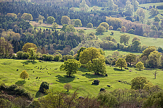 深,绿色,翠绿,风景,群山,乡村,树,科茨沃尔德,英国