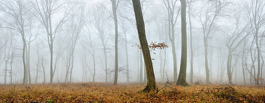 秃头,山毛榉,树林,冬天,浓厚,雾,靠近,萨克森安哈尔特,德国,欧洲