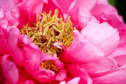 粉色牡丹花