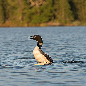 潜鸟,叫,湖,木头,安大略省,加拿大