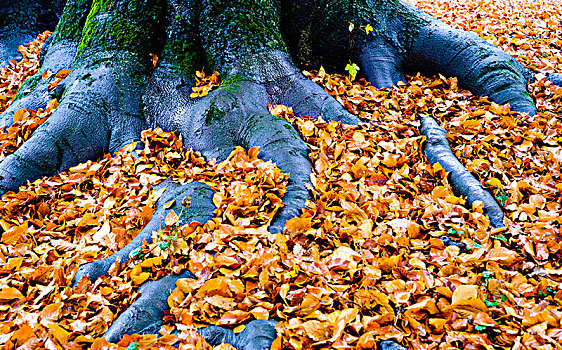 根部,山毛榉树,秋叶,德国,欧洲