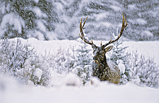 公麋鹿,暴风雪,加拿大